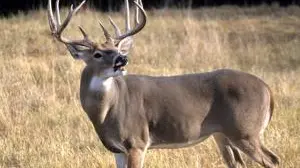 Modern gun deer season opens Saturday