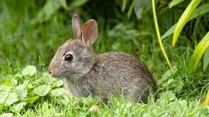 KDFWR: Leave young wildlife alone this spring