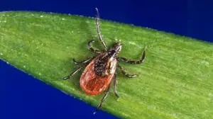 Beware: Mosquitos and ticks still around