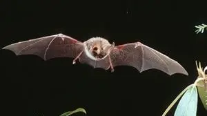 Rabid bat found in Fayette County this week