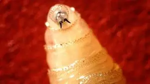 Vigilance urged as Kentucky develops plans to prevent potential screwworm infestations