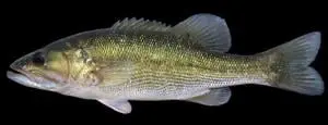 Invasive bass species discovered in Rockcastle County