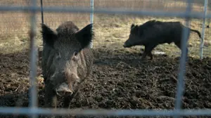 More than 1,800 wild hogs recently removed from LBL