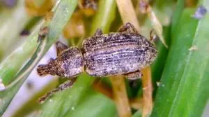 UK researching pest affecting golf courses