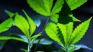 Kentucky to end conditional pardons for medical cannabis use because it’s now legal