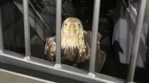 KSP Trooper helps rescue injured bald eagle