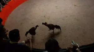 5 men face federal charges for cockfighting