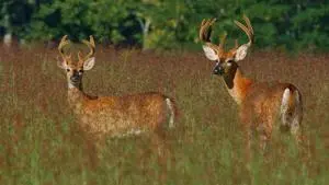 Fish and Wildlife watching for spread of CWD