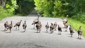 Summer Turkey Brood survey ongoing through August