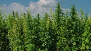 Research shows hemp diversity helps reduce nutrient runoff