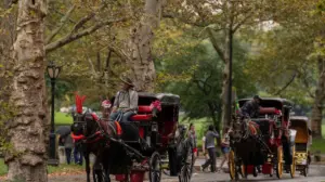 NYC votes to end nearly 170-year-old horse carriage tradition as Trump blasts ban, drivers threaten lawsuit