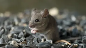 Hantavirus exposure risk may be higher than believed in parts of US, study finds