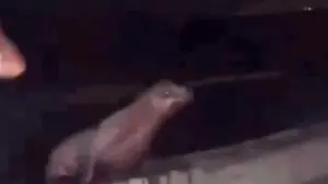 California teen faces prison after viral video shows him squaring up, repeatedly kicking sea lion in the face