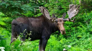 Hiker in Colorado takes trip to the hospital after being kicked in the back by a moose