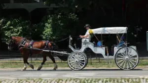 Mamdani, City Council move to end iconic NYC horse-drawn carriage industry as workers face uncertain future