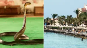Tourist dies at luxury resort after cobra from snake show climbs up pants, bites him: police