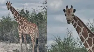Missing 1200-pound giraffe Gracie found 2 weeks after wandering away from ranch in viral search