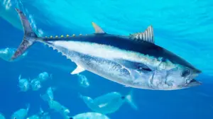 World-record bluefin tuna caught off the coast of San Diego on rod and reel by sport fisherman