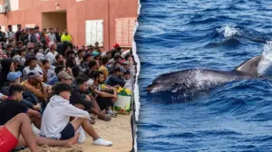 Migrants spark outrage after video shows baby dolphin beaten during beach celebration