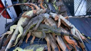 Over 5,000 cold-stunned iguanas removed in two days during state's record freeze