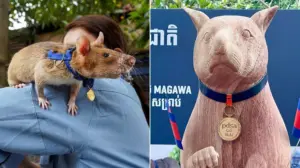 Seven-foot statue unveiled honoring Magawa, award-winning rat who found more than 100 landmines in Cambodia