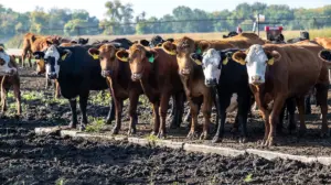 Cut the bull: The real reason beef costs so much — and what Trump is trying to do