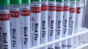 H5N1 bird flu confirmed in Australia for the first time, meaning virus has now reached every continent