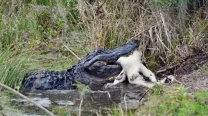Fisherman captures a crazy video of an alligator chasing a bear across a Florida river