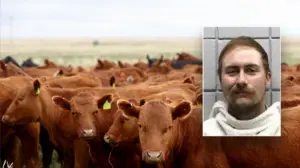Texas man allegedly bought 77 head of cattle with bad checks totaling over $159K: sheriff