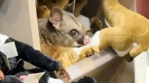 Live possum discovered hiding among plush toys in an Australian airport gift shop