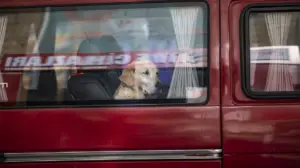 Dog accidentally fires shotgun, striking woman yards away during chaotic gas station stop