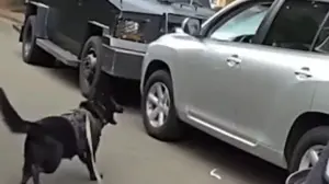 Bodycam shows police K-9 leaping into action after suspected impaired driver refused to surrender