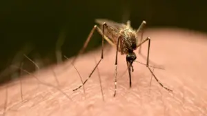 Third person dies after mosquito is reportedly trapped on plane to Germany in 'airport malaria' phenomenon