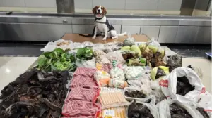 Border K-9 sniffs out 99 pounds of prohibited meat, plants and monitor lizard in suitcase from Thailand