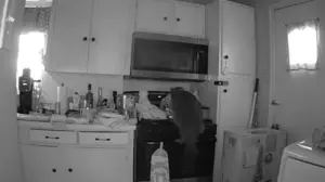 Cat caught on camera starting dangerous kitchen fire after jumping on stove and turning on burner