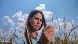 Intermediate wheatgrass offers new option for Kentucky growers